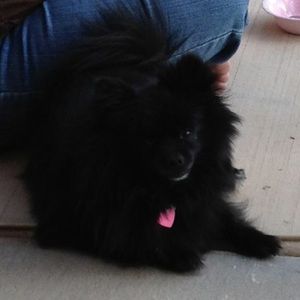 Meet your Posher, Laurem